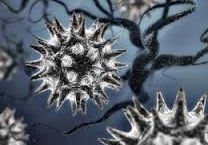 Hubert i Jakub Finalistami Wojewódzkiego Konkursu Biologicznego grafika