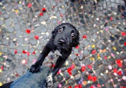 „Ciężka jest nasza psia dola, a wiara w człowieka olbrzymia – nie zawiedź nas człowieku!” grafika