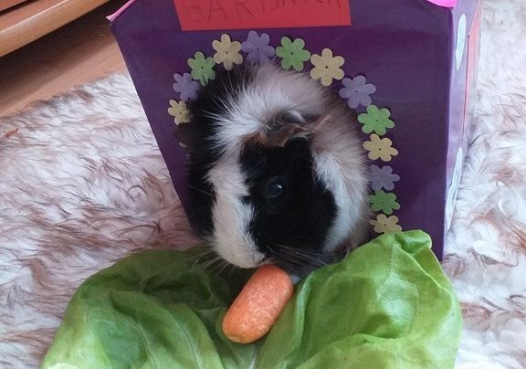 Domki dla pupili grafika