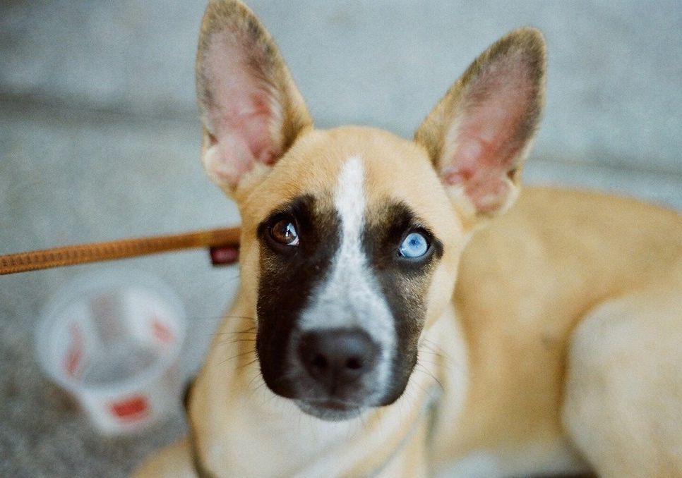 Zbiórka karmy dla zwierzaków ze schroniska! grafika