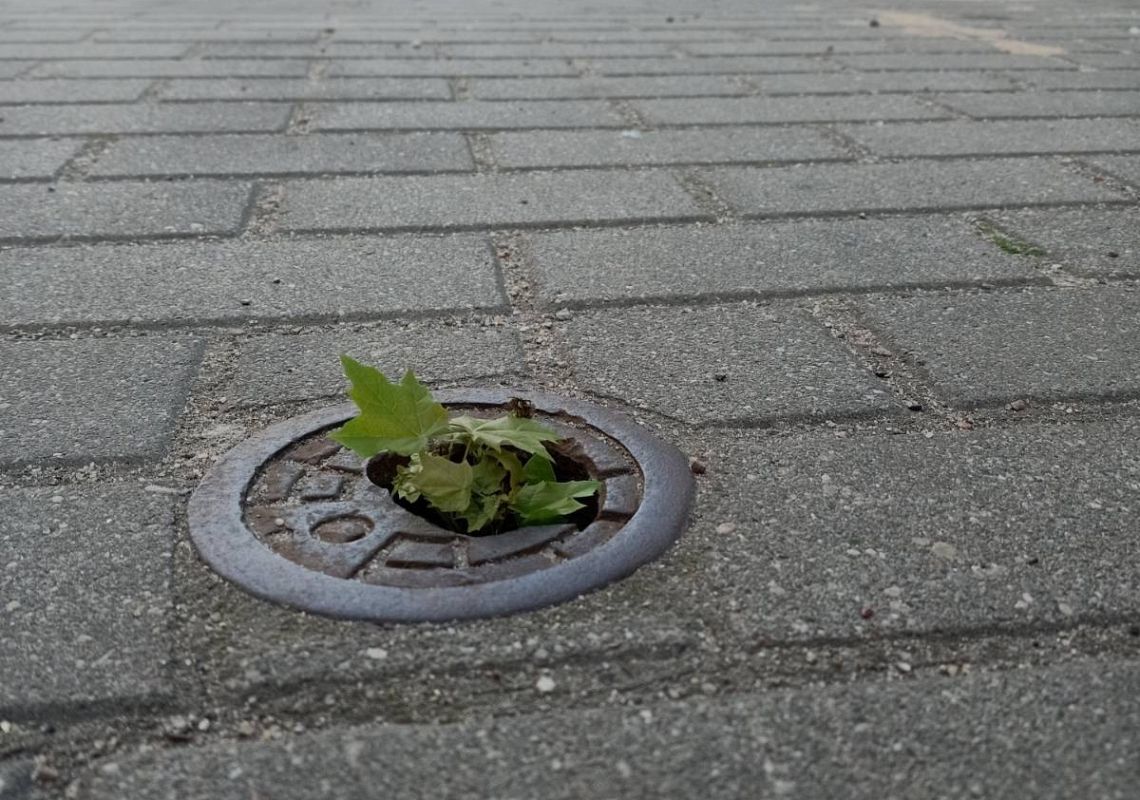 „Przyroda jest w mieście” – nagrodzone zdjęcie grafika