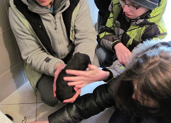 Podaruj psu pełną miskę, okaż serce! grafika