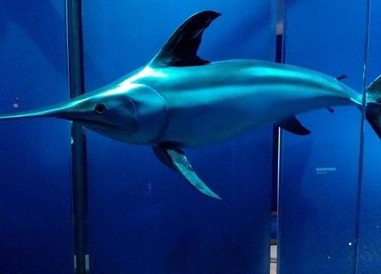 Wycieczka klasy IIb do Stralsundu, Niemcy grafika