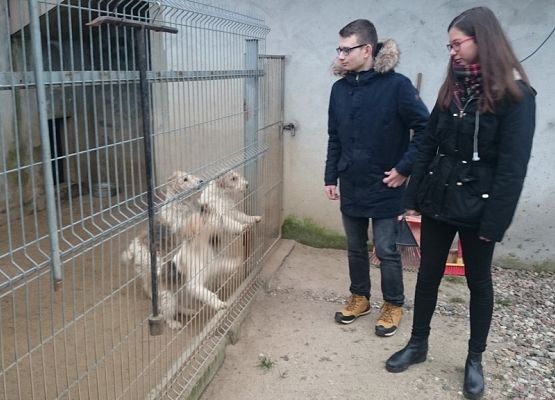 Wizyta w schronisku grafika