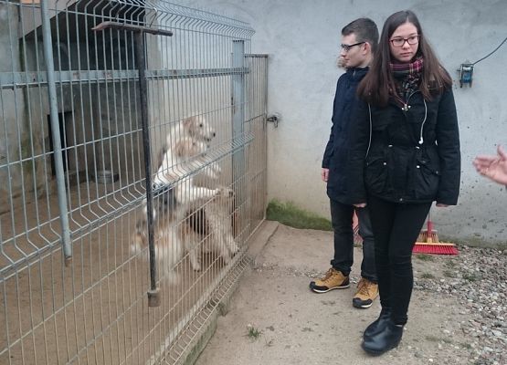 Wizyta w schronisku grafika