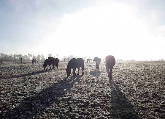 Sekcja jeździecka rusza! grafika