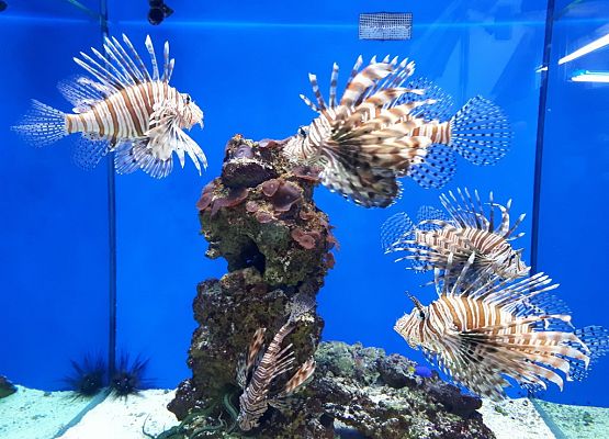 Polsko-niemiecka wymiana w Stralsundzie grafika