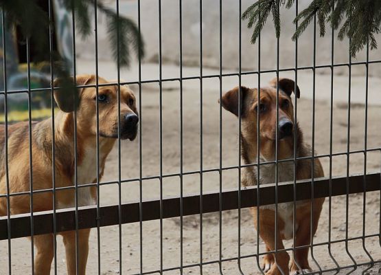 Pierwszaki z pomocą dla zwierząt grafika