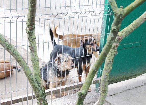 Pierwszaki z pomocą dla zwierząt grafika