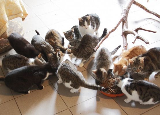 Pierwszaki z pomocą dla zwierząt grafika