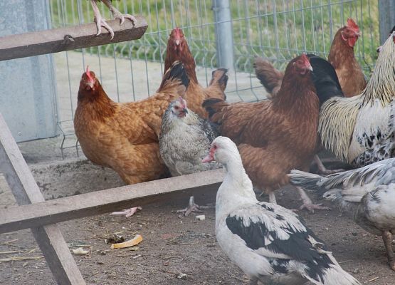 Pierwszaki z pomocą dla zwierząt grafika