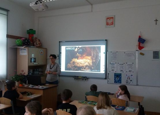 O wiewiórkach i borsukach słów kilka grafika