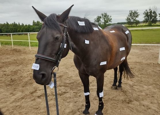 Dzień w siodle grafika