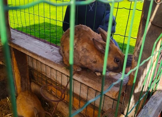     Grill – safari na Strusiej Farmie grafika