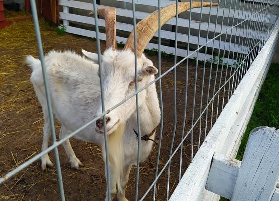     Grill – safari na Strusiej Farmie grafika