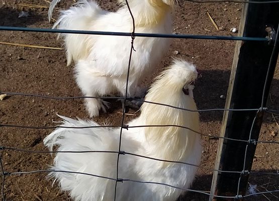     Grill – safari na Strusiej Farmie grafika