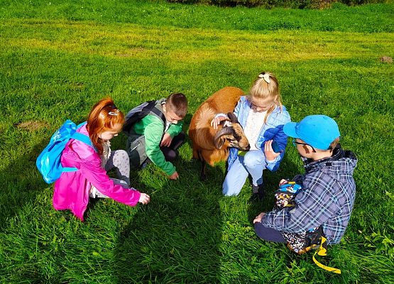     Grill – safari na Strusiej Farmie grafika