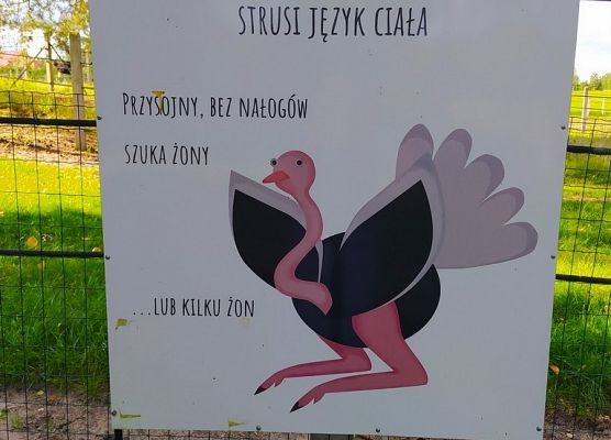     Grill – safari na Strusiej Farmie grafika