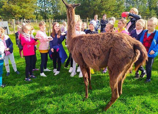     Grill – safari na Strusiej Farmie grafika