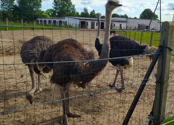     Grill – safari na Strusiej Farmie grafika