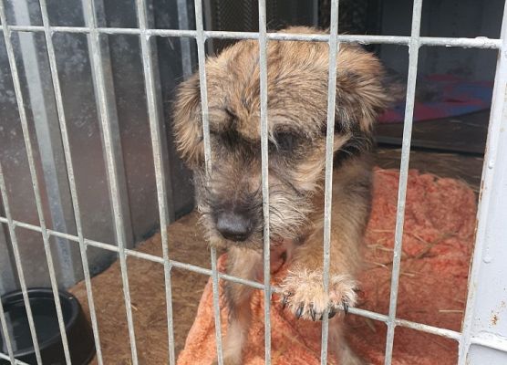 Lubimy pomagać zwierzakom! grafika