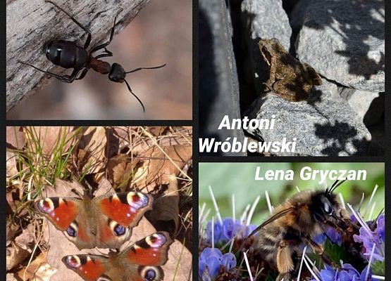 „Moja planeta – piękna na co dzień” – rozstrzygnięcie konkursu grafika