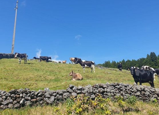 Erasmus+ na Azorach-Terceira, Portugalia grafika