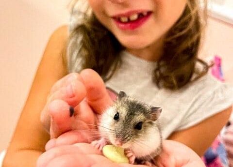 Kubusiowi Przyjaciele Natury- Kochamy zwierzęta grafika