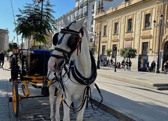 Erasmus+ w Hiszpanii, Sewilla grafika