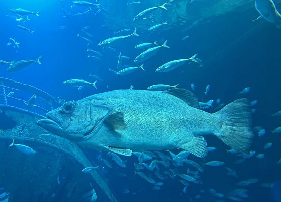 Polsko-niemiecka wymiana w Stralsundzie - „Was verbindet?”- „Co łączy? grafika