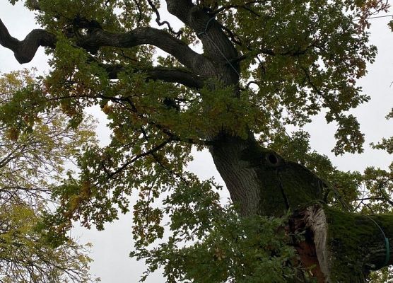 Jesienne barwy dworku w Będominie grafika