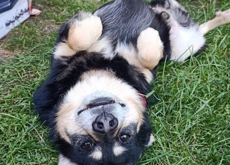 „Ja i moje ukochane zwierzątko” – rozstrzygnięcie konkursu grafika