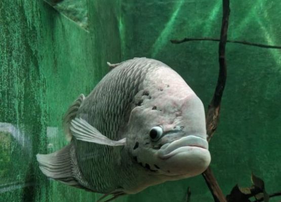 Na tropie poznańskich tajemnic grafika