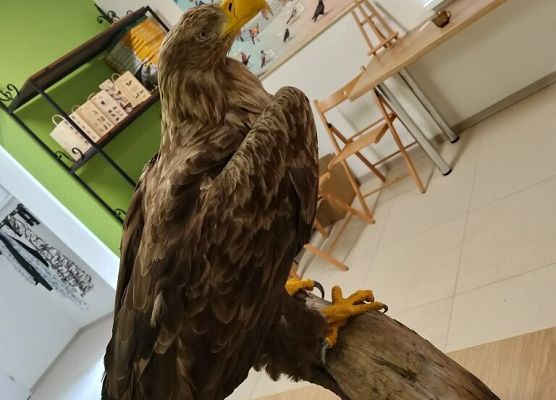 Piknik przyrodniczy klasy VIb grafika