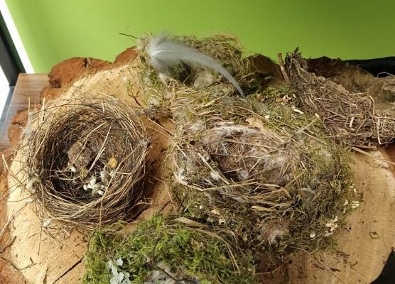 Piknik przyrodniczy klasy VIb grafika