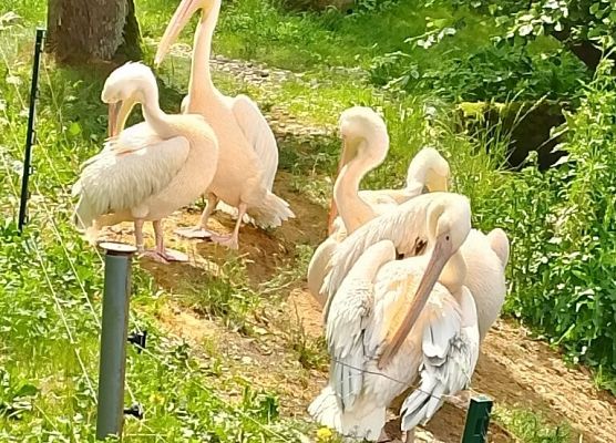 Piknik przyrodniczy klasy VIb grafika