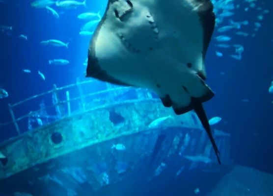 Polsko-niemiecka wymiana grafika