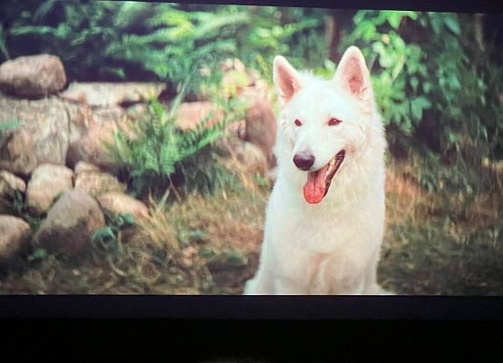 Polskie kino młodego widza grafika