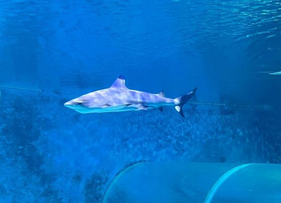 Zjeżdżalnie i inne wodne atrakcje w Aquaparku grafika