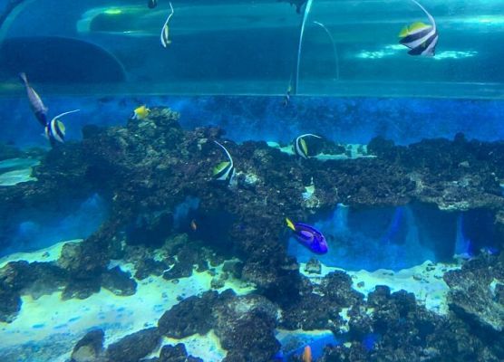 Zjeżdżalnie i inne wodne atrakcje w Aquaparku grafika