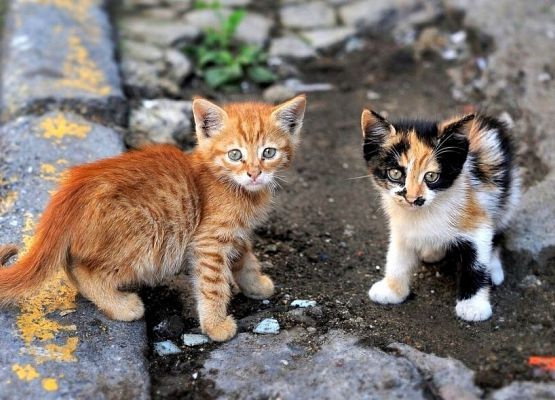 Podaruj odrobinę miłości bezpańskim kotom! grafika