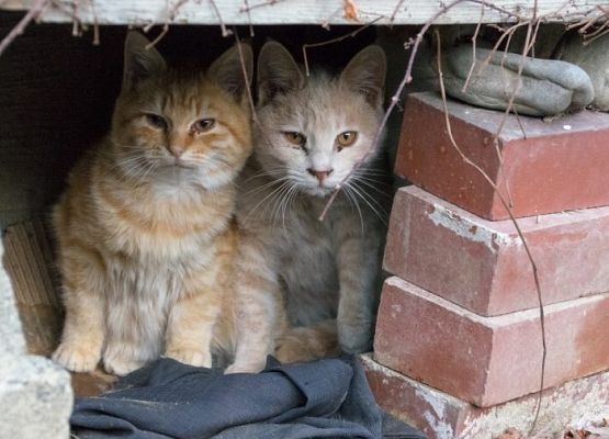 Podaruj odrobinę miłości bezpańskim kotom! grafika