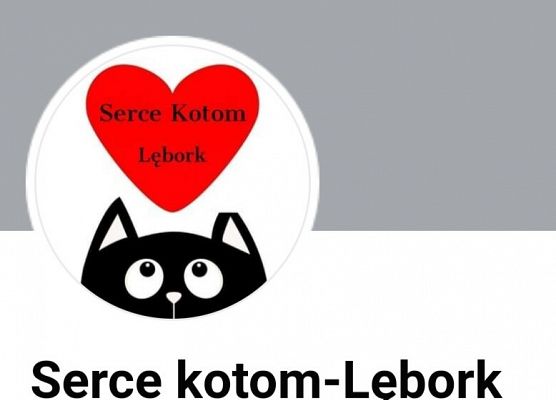 Podaruj odrobinę miłości bezpańskim kotom! grafika