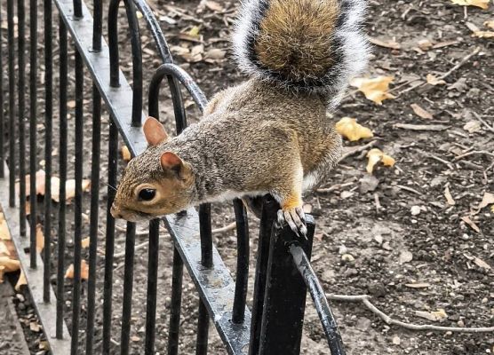 Kierunek - Londyn! grafika