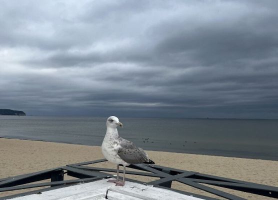 Polsko – niemiecka wymiana młodzieży w Gdańsku grafika