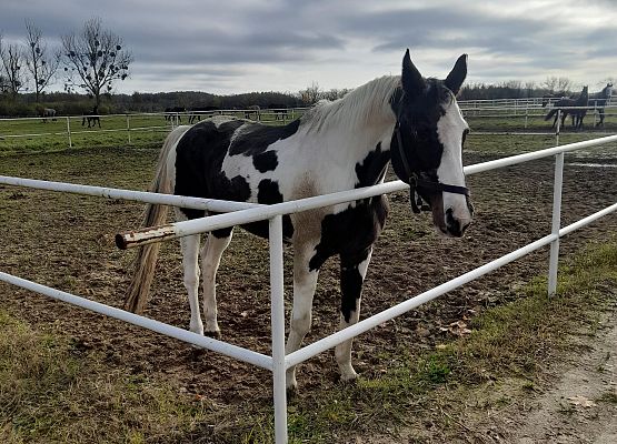 Wycieczka klas 1c i 3b do Stadniny „Ewro” w Małoszycach grafika