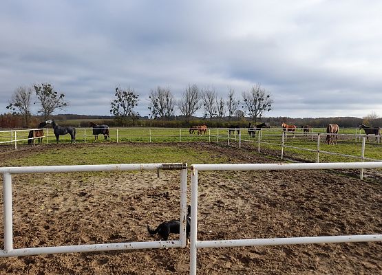 Wycieczka klas 1c i 3b do Stadniny „Ewro” w Małoszycach grafika