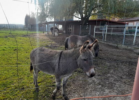 Wycieczka klas 1c i 3b do Stadniny „Ewro” w Małoszycach grafika