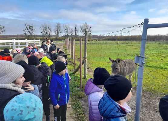 Wycieczka klas 1c i 3b do Stadniny „Ewro” w Małoszycach grafika