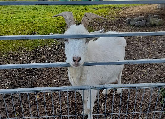 Wycieczka klas 1c i 3b do Stadniny „Ewro” w Małoszycach grafika